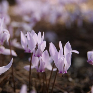 Cyclamen graecum