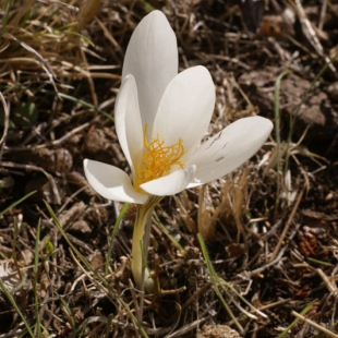 Crocus cancellatus ssp lycius