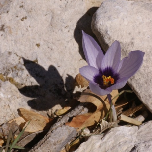 Crocus mathewi