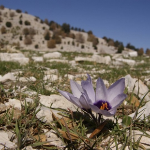 Crocus mathewi