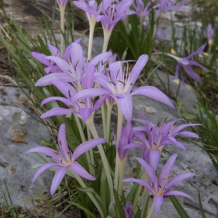 Colchicum stevenii