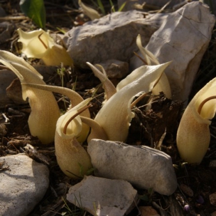 Biarum marmarisensis