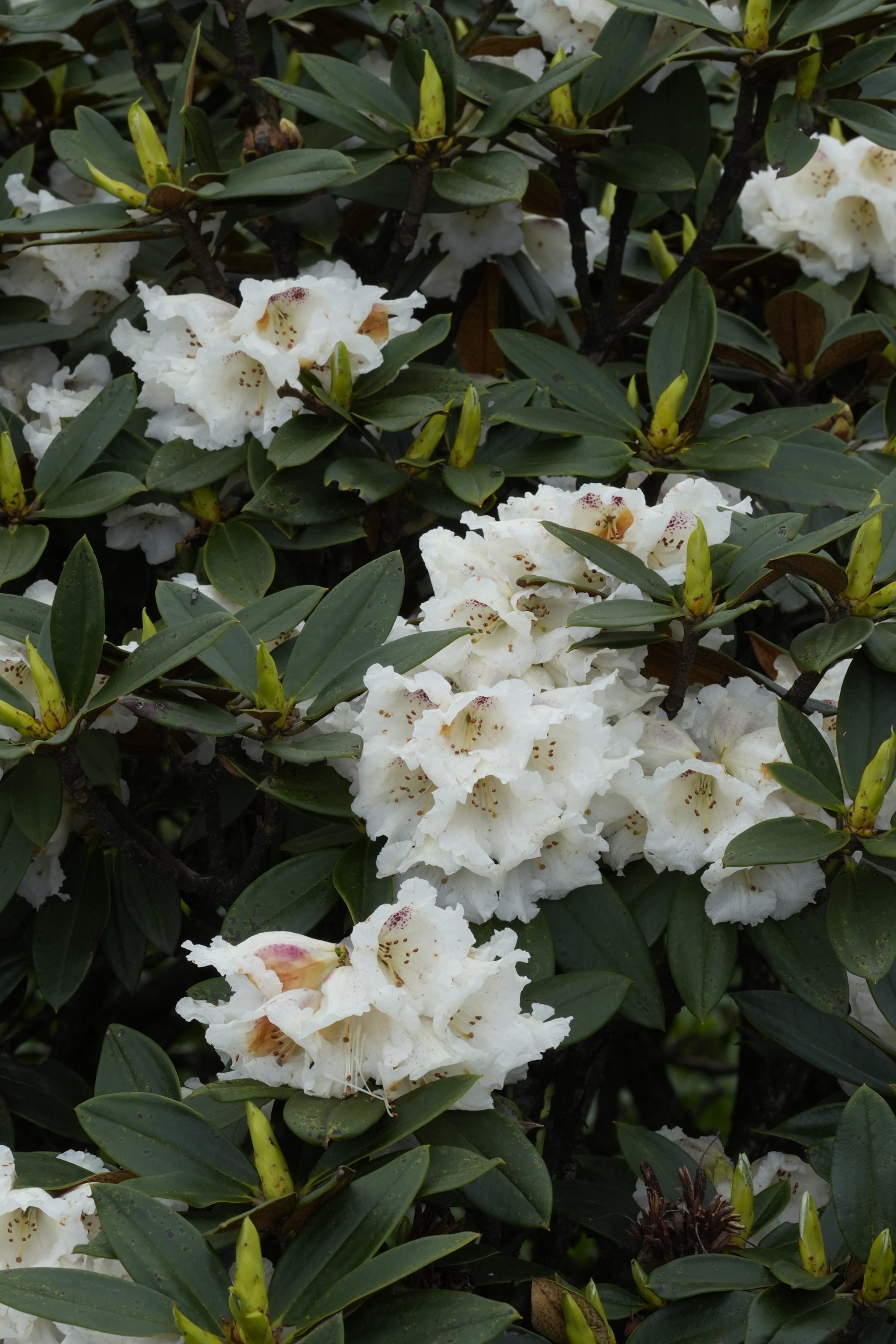 Rhododendrons of Yunnan - China Special
